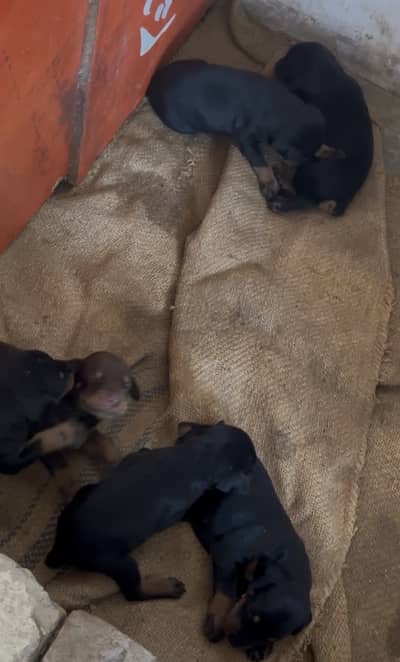 Doberman puppies