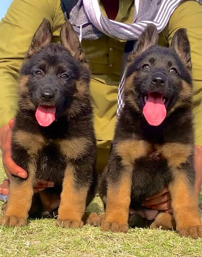 Long court German Shepherd puppies For sale
