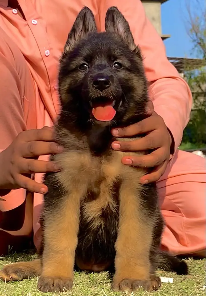 Long court German Shepherd puppies For sale — photo 2