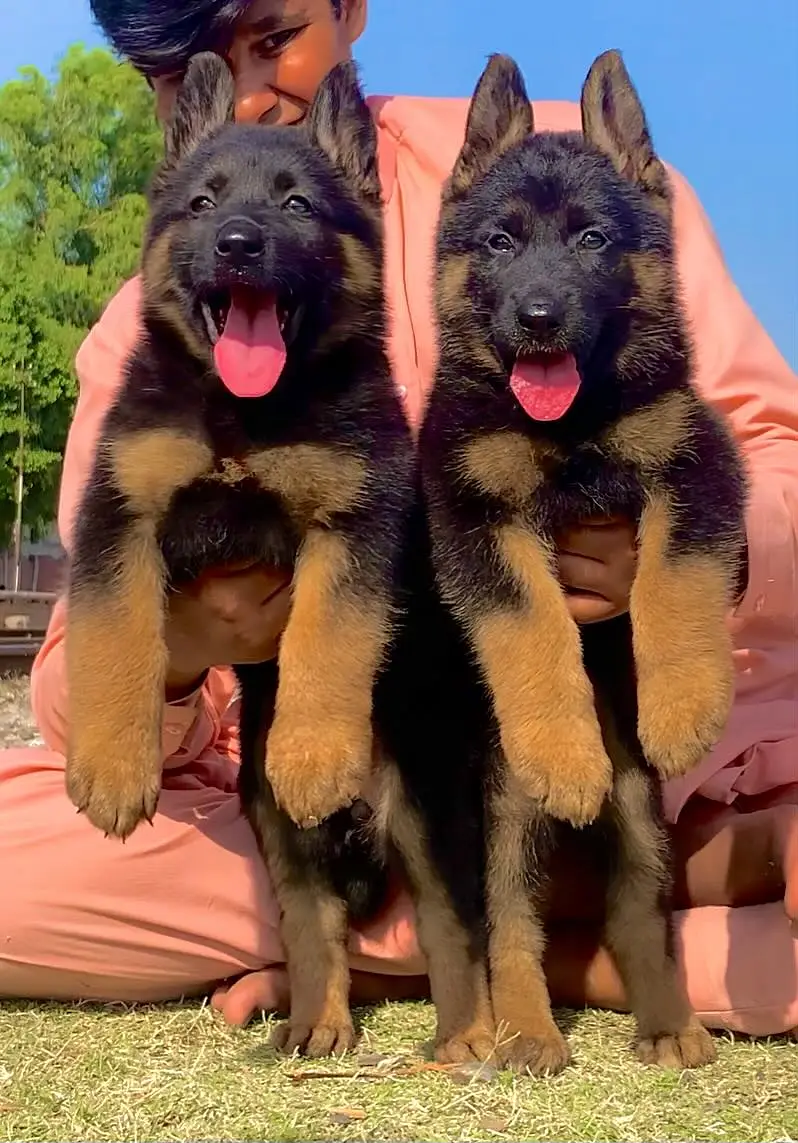 Long court German Shepherd puppies For sale — photo 3
