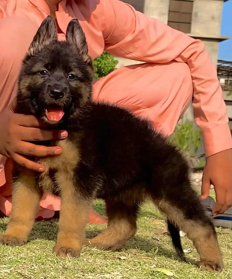 Long court German Shepherd puppies For sale — photo 4
