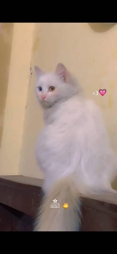 Odd eyes persion cat