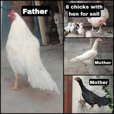 1 Hen with 8 chicks, 2 Aseel hens for sell