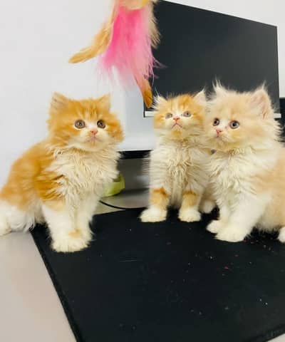 Traditional high quality Persian triple coated kittens for sale