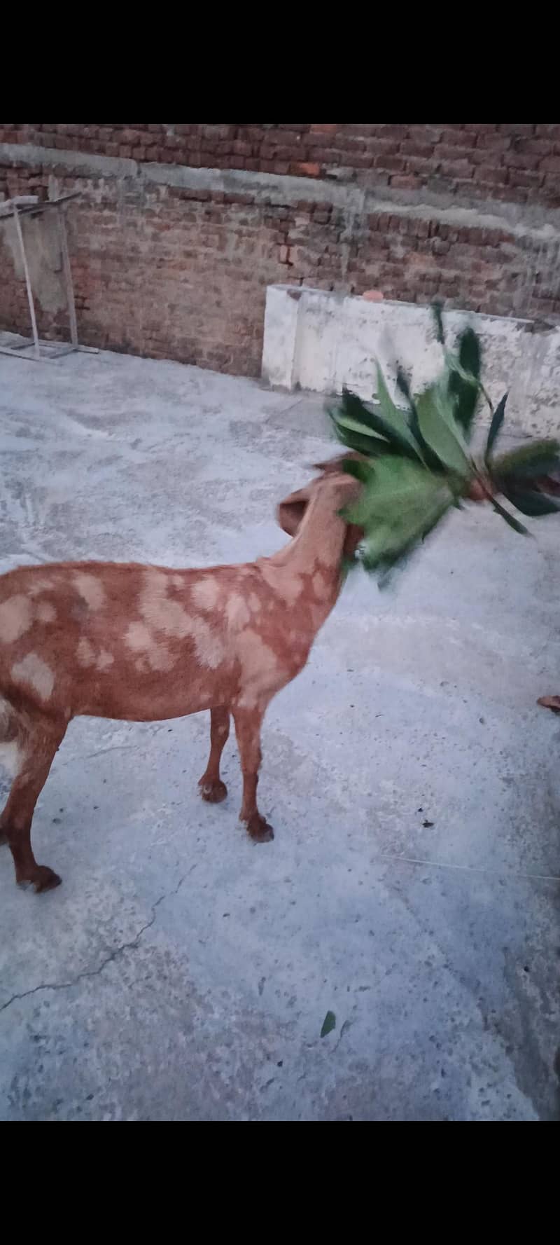 bakri 0