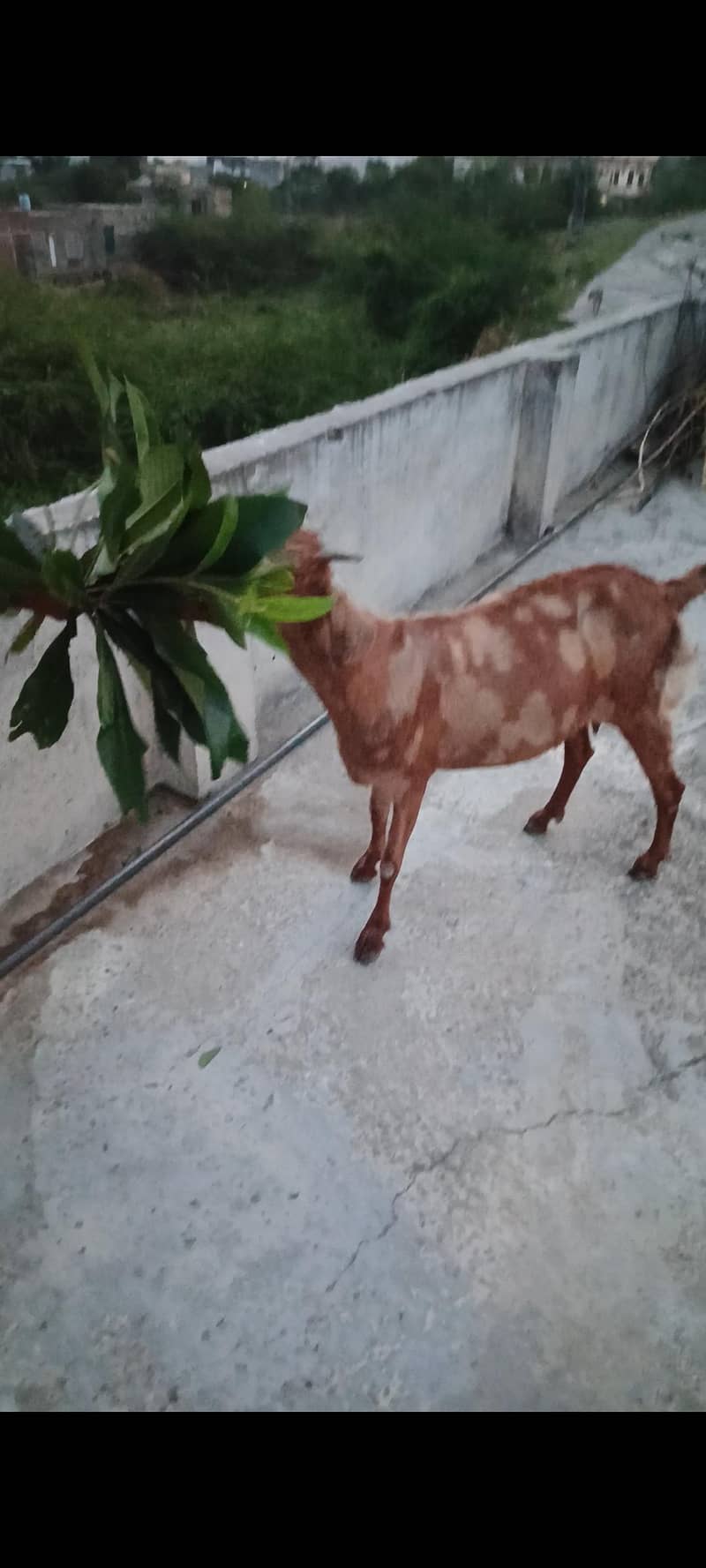 bakri 1