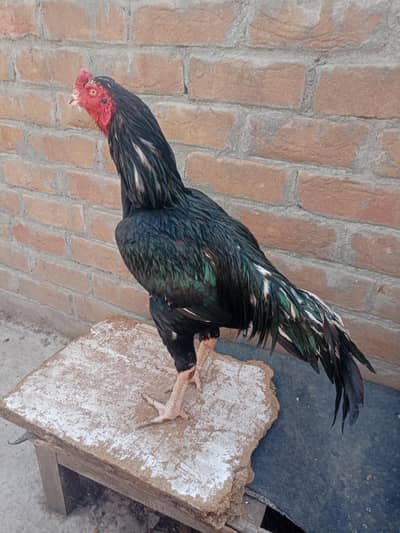 Lassani mushka for sale