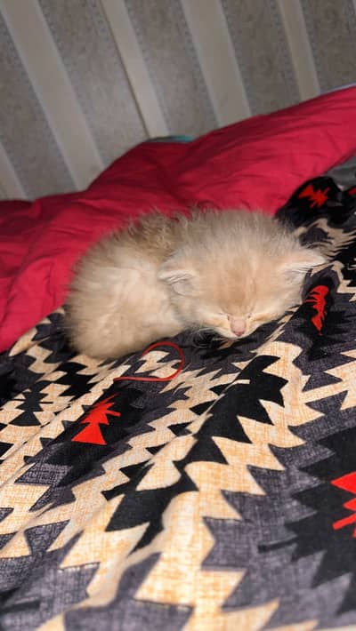 Persian cubs
