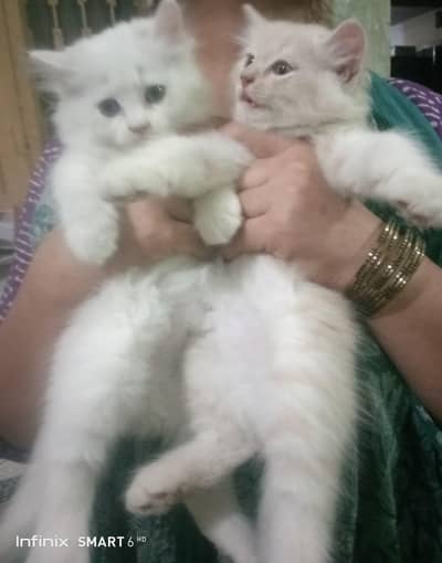 cute  kitten