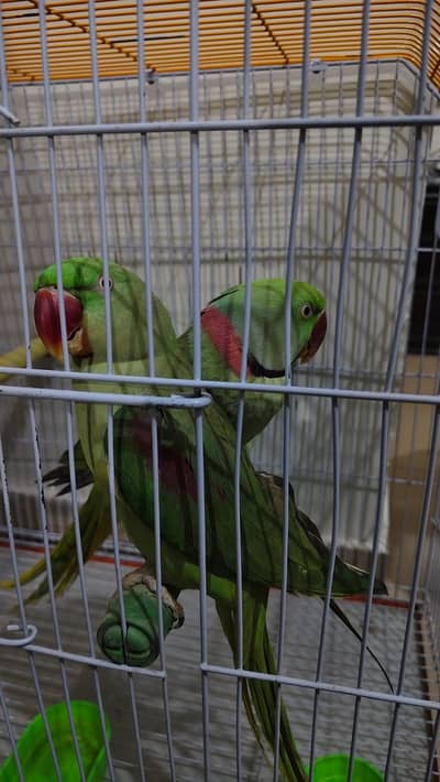 Raw Parrots for sale