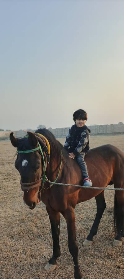 horses for sale