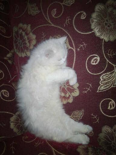 argent sale cats