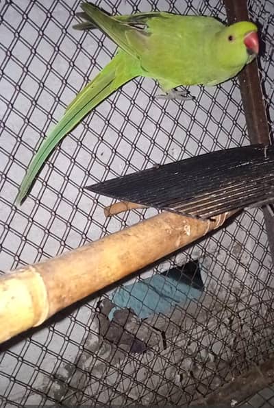 Ring neck parrot for sale. green parrot male