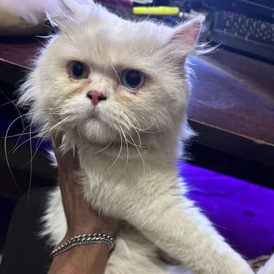 Persian friendly male healthy for breading
