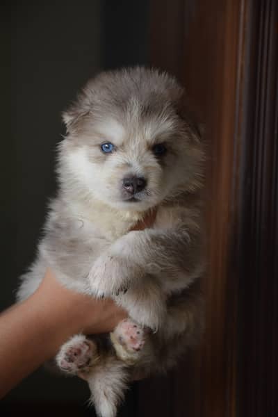 Husky puppies for sale, Siberian husky puppies available
