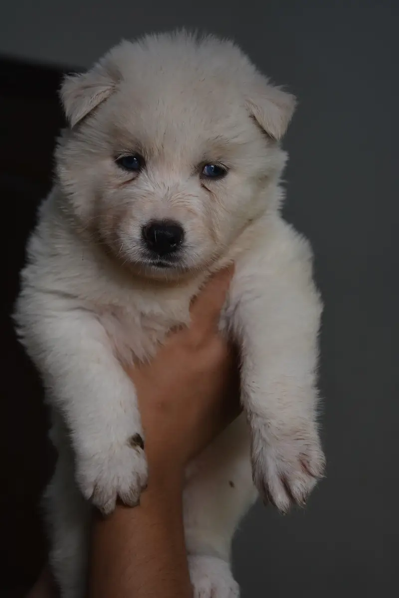 Husky puppies for sale, Siberian husky puppies available — photo 3