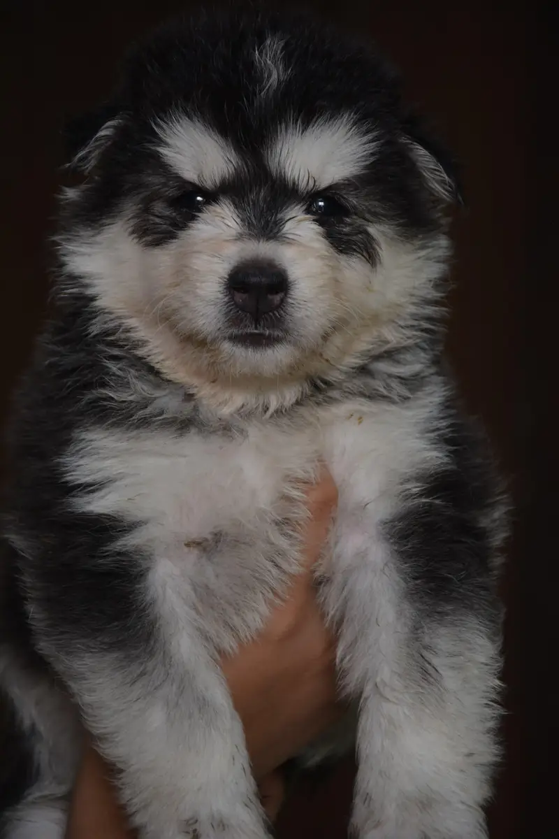 Husky puppies for sale, Siberian husky puppies available — photo 4