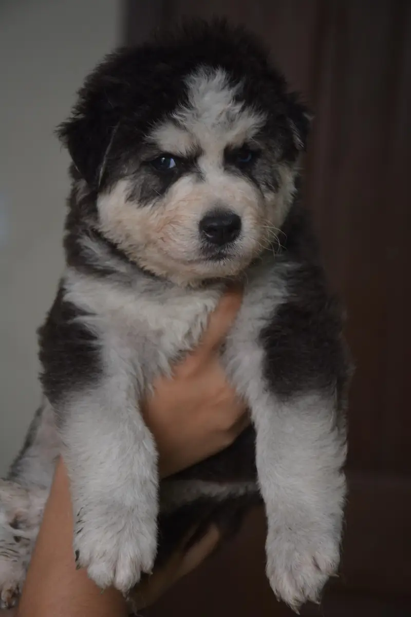 Husky puppies for sale, Siberian husky puppies available — photo 5