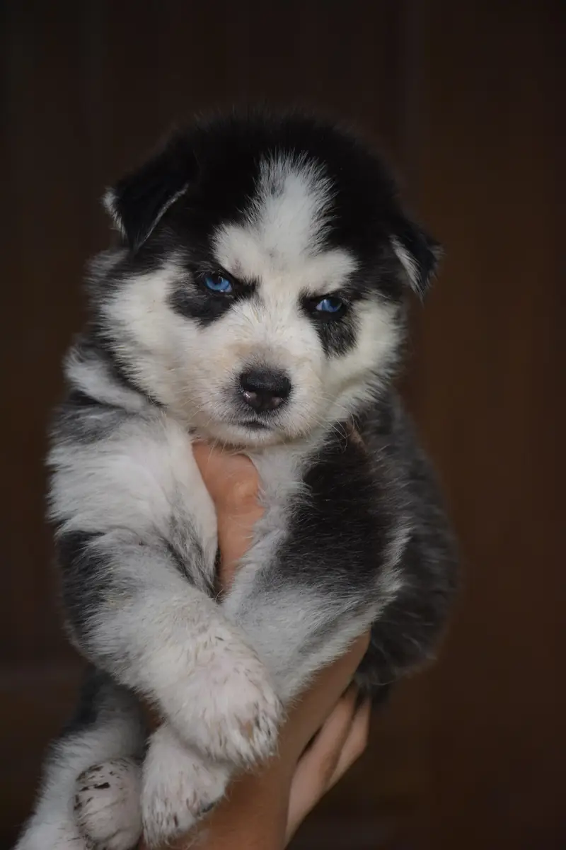 Husky puppies for sale, Siberian husky puppies available — photo 6