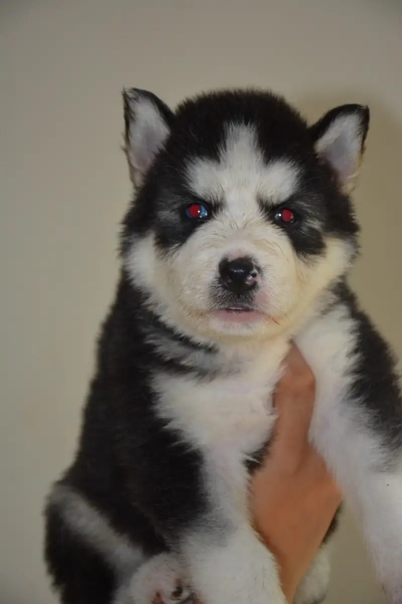 Husky puppies for sale, Siberian husky puppies available — photo 7
