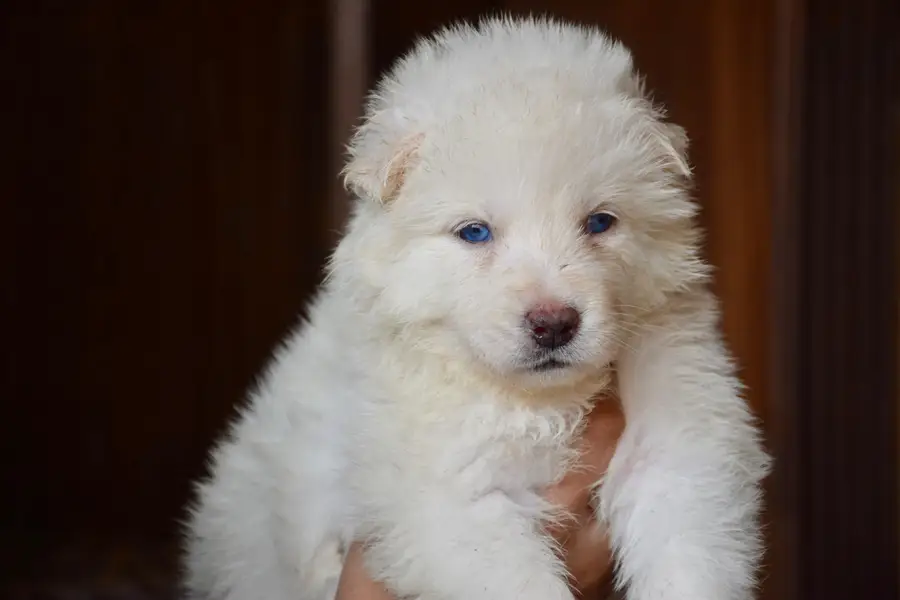 Husky puppies for sale, Siberian husky puppies available — photo 8