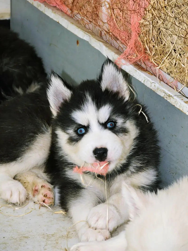 Husky puppies for sale, Siberian husky puppies available — photo 9