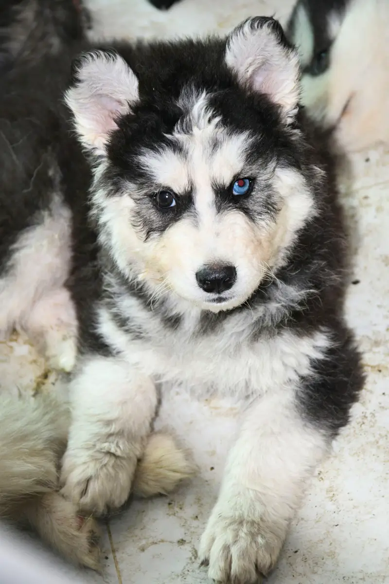 Husky puppies for sale, Siberian husky puppies available — photo 10