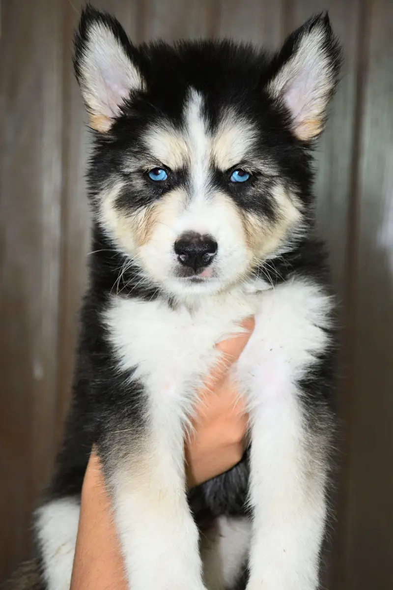 Husky puppies for sale, Siberian husky puppies available — photo 11