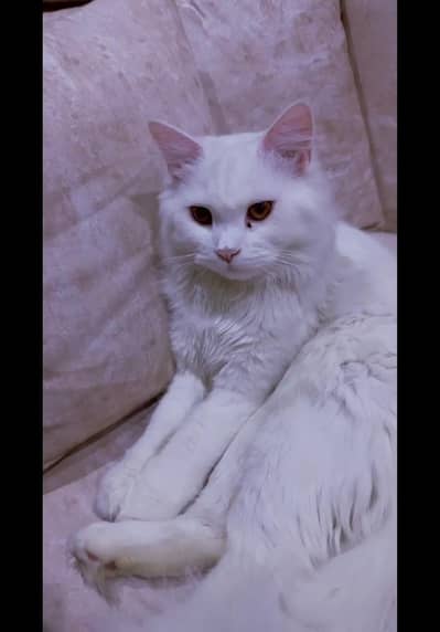 male Persian cat for sale