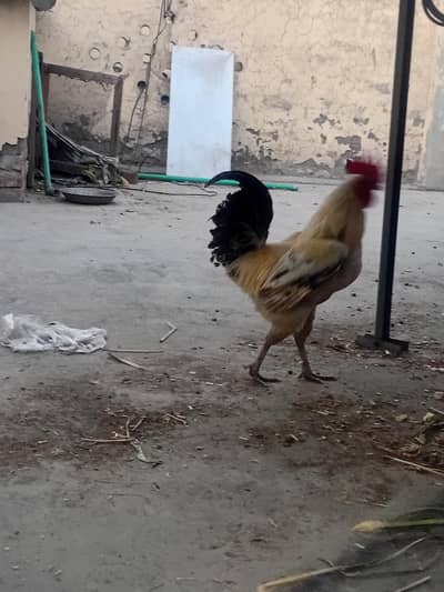 desi murgha