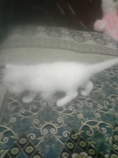russian cat