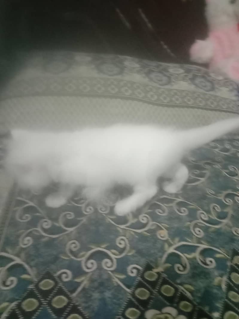 russian cat 0