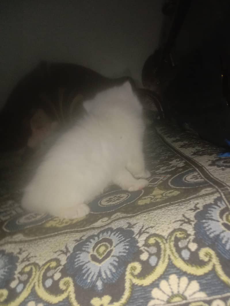 russian cat 1