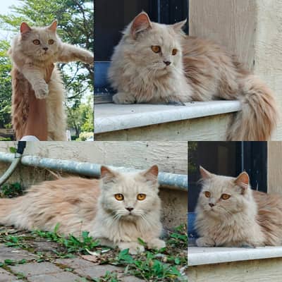 female persian cat for sale