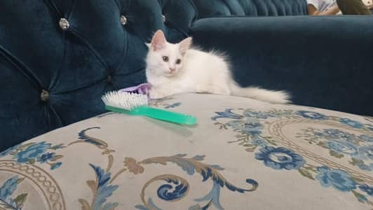 pure persion cat kids for sale