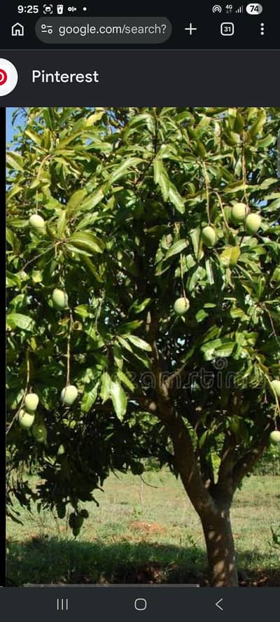 mango tree kache amm for sale