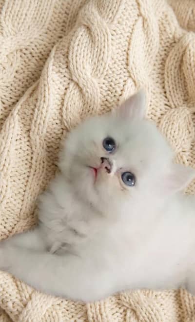 Persian cat
