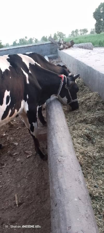 Friesian cow