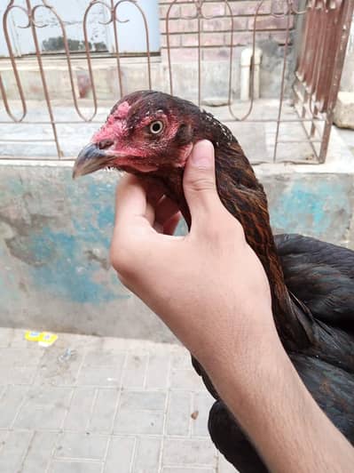 pure Thai argent sell Kanto wali Madi ha
