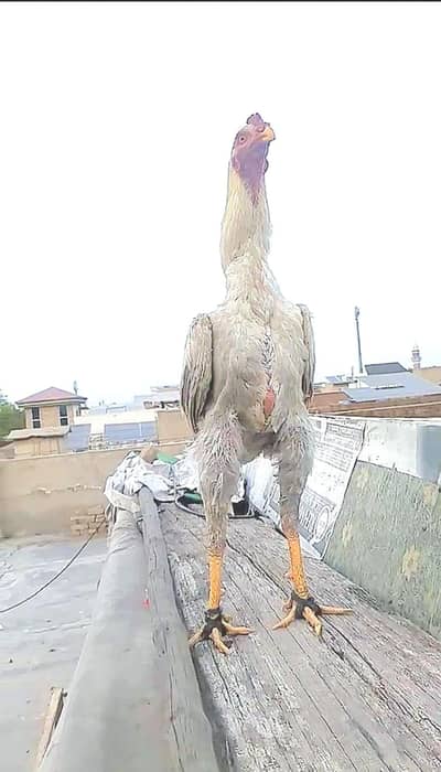 king shamo pure white pair available