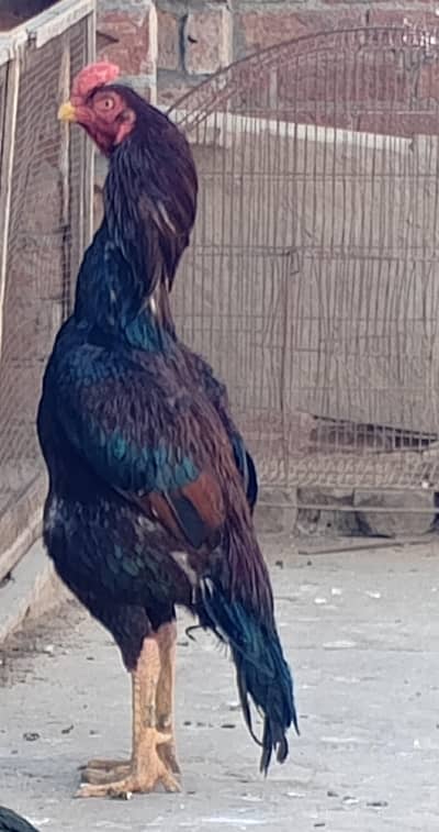 Shamo Male