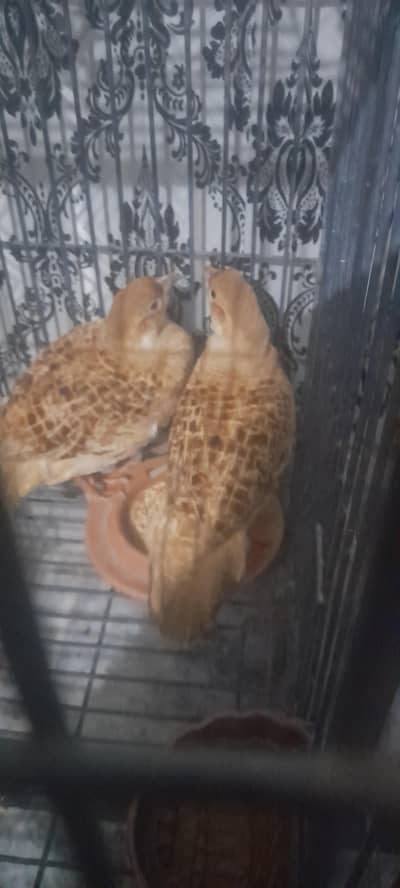 teetar