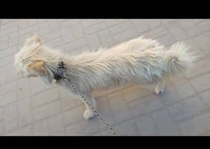 dog for sale