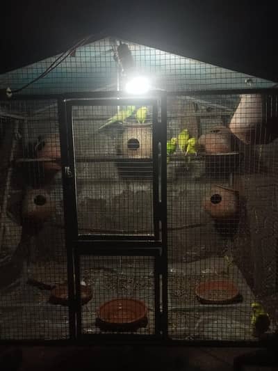 parrots walking with cage