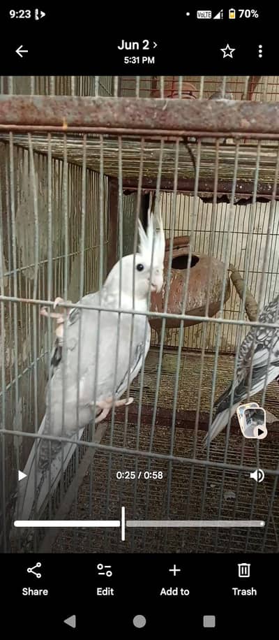 parrots with complete setup for sale
