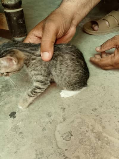 Persian kittens for sale