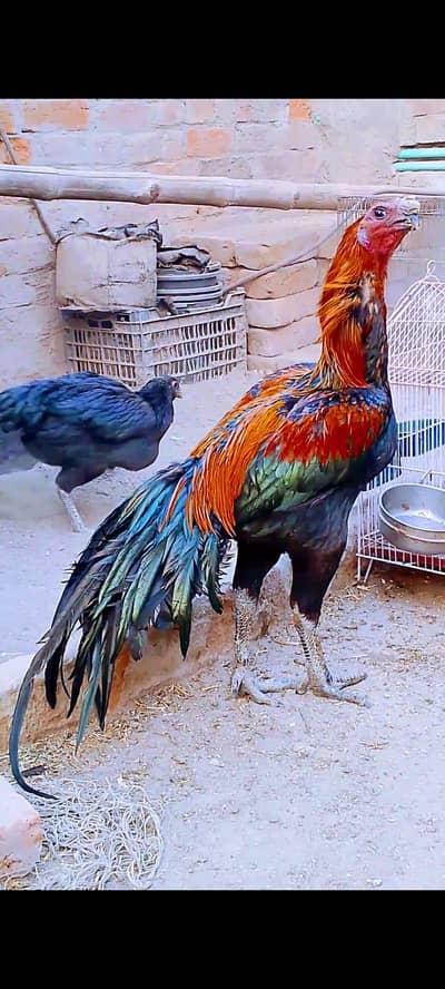 indian long tail dragon