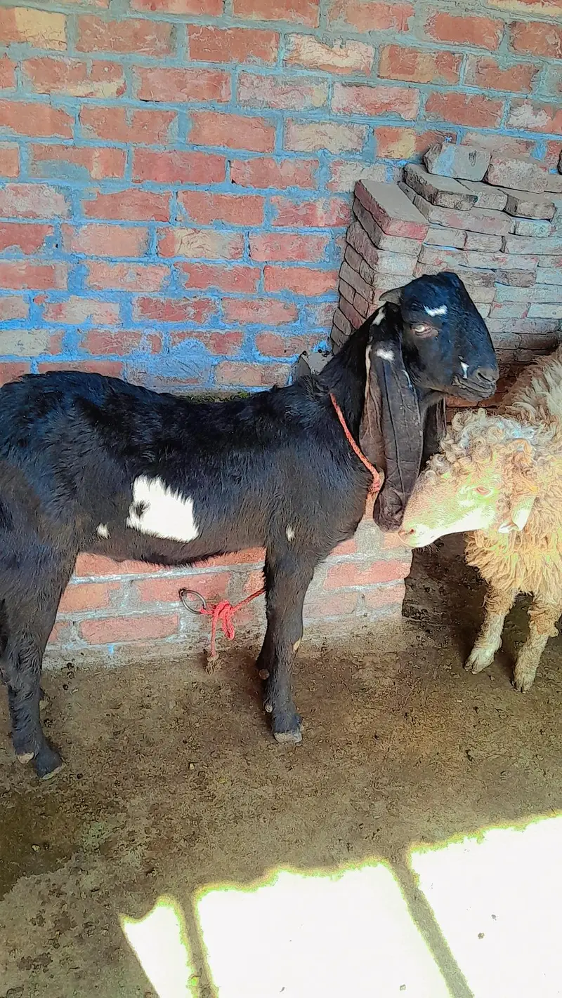 bakra — photo 2