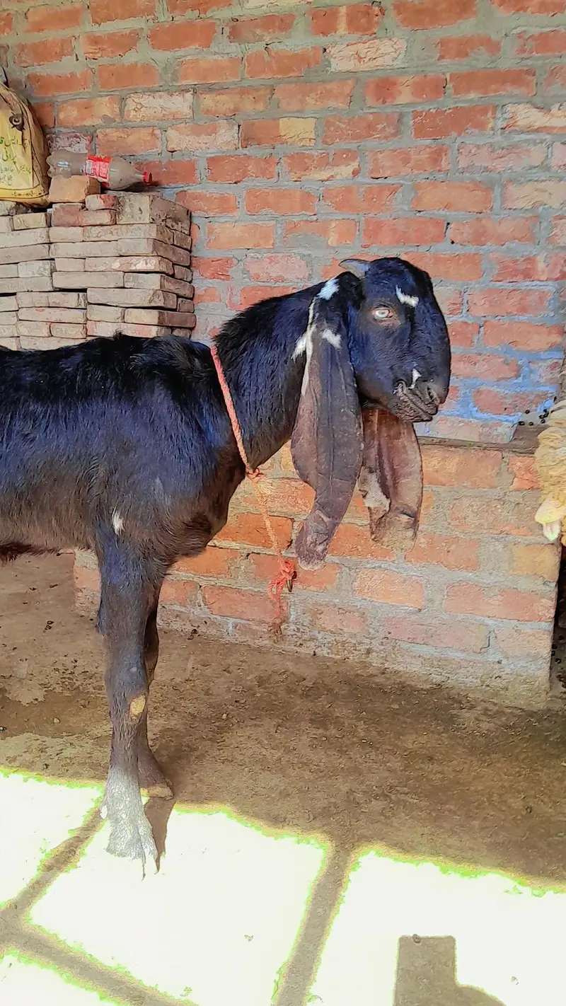 bakra — photo 3