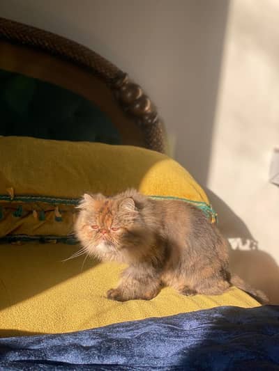 Brown tabby piki face persian female cat